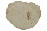 Eocene Fossil Insect (Orthoptera) - Utah #189444-1